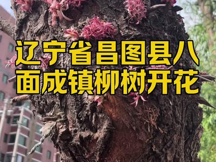 #真实生活分享计划 辽宁省昌图县八面成镇柳树开花了