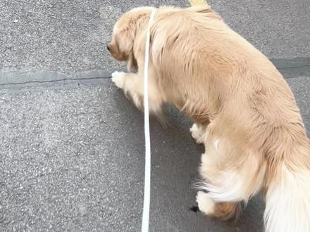 p绳用法(搞笑版)教学🐶
感谢立秋小朋友的配合😂
#萌宠日常记录 #金毛 #动物成精 #p绳 #爆冲