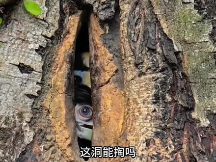 这些各种各样的洞能不能掏?#洞穴 #洞穴探险 #科普