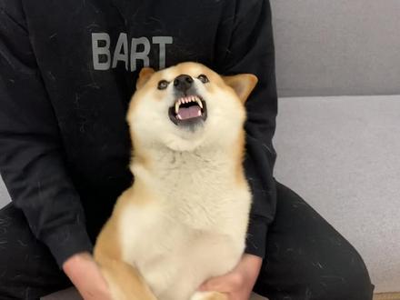 日記 ジュラシックパーク 広告 一 弓 柴犬 Sugarnail Jp 日記 ジュラシックパーク 広告 一 弓 柴犬 Sugarnail Jp