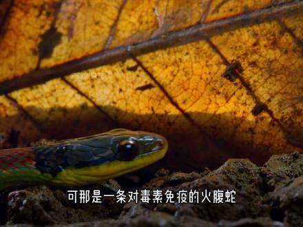 箭毒蛙喂自己孩子吃毒药,也是保护他们的一种手段#动物世界 #动物科普 #动物独白 #箭毒蛙