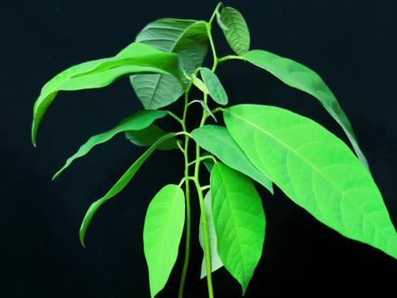 释迦果好吃,盆栽也很漂亮。#治愈系种子盆栽 #盘它