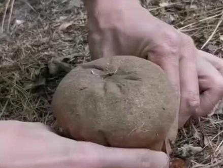 带你避雷一些有毒的蘑菇