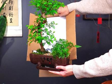 新手也能养的高级感盆栽,它就是清香胡椒木#花卉绿植 #室内绿植 #禅意盆景 #年宵花 #清香胡椒木