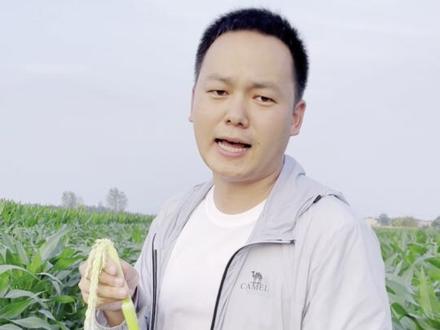 大喇叭口期,玉米该做哪些管理