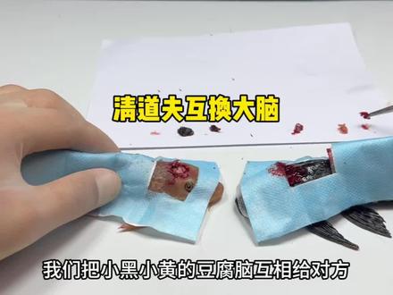 清道夫互换大脑 让两只清道夫互换豆腐脑,会发生什么事!#科普#清道夫奇葩试验 #解压