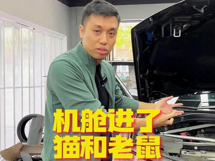 机舱进了猫和老鼠怎么解决?#机舱进老鼠 #用车日常 @大鲁改车技术精讲 #汽车知识分享