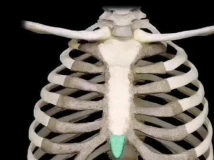 传说中的护心镜是什么?(三)
胸腔的底部,胸骨柄下两条肋骨的夹角,我们称之爲一胸廓。
普通人的胸廓夹角:一般在30度到90度之间一-都叫廓中:大于90度的称爲廓宽;有的人廓很宽、很平,甚至接近180度。
胸廓宽的人: 多数性情豁达开朗,善于交际,而且精力充沛,能够承受更多更复杂的人际关系和突发事件,但是,他在感受力上会比较迟钝一些:胸廓如果小于30度,我们称之爲廓窄,有的人胸廓很窄,几乎容不下一根手指头,只有十几度胸廓。
胸廓极窄的人:心思细腻,敏感多疑,而容易受到伤害,但是极具艺术的天赋,感受力非常强。一般来说,女性的胸廓偏窄、偏中,男性的偏中、偏宽,当然也有女性廓宽,男性廓窄的,但是都属于极少数。
中医认爲身心不二,性格情绪的物质基础都是肉身,胸廓的宽窄只是特点,不是优点或者缺点,更没有好壊的区分。
胸廓的宽窄主要是来自先天的遗传,后天很难改变,最好是知天达命,知道自己胸口有多宽,然后顺应身体,来选择适合自己的职业和兴趣爱好。如果你是男人,又得出去成家立业,或者替父母扛点事情,就16岁之前多做做双槓,撑起来,练一练,有利于扩展胸襟,提高胸腔的容量。有可能把15度的胸廓撑成16度,多一度是一度,多一度有可能多交一个女朋友,多一次失恋而且不受到伤害。
在我们胸膛的正中有个重要的穴位-一膻中穴。
膻中穴,膻中是心包的募穴,在任脉上,所谓人活一口气,膻中就是这口气的汇聚之处。
膻中是心包的募穴,心包是什麽?心包指的就是我们肉质的心臓,《内经》上说:臣使之官,喜乐出焉。心包是代心受过,代心受邪的,你所有的不安、不宁都与膻中有关系。中医和西医都认爲胸骨下是心臓搏出血液的主动脉弓,是人体发动机的出口,人有血有肉,有情有义,这种情绪和情感发自内心,浅层次的情感发源于心包,高级的情感发源于心,来自灵魂的深处。
人生在世,不如意者十之八九,我们的喜怒忧思悲恐惊这七种情绪,如果过于亢进或者是过于压抑,最终往往会蓄积在膻中。
揉一揉看疼不疼?
如果膻中疼痛的话,一般是内心受到伤害留下的痕迹,我们说伤魂之最就是情绪、情感受到了刺激,伤到了心。(选自徐文兵老师知己)