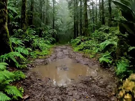 你被困雨中森林,十二星座决定你的庇护所!-完整版
#AI创作浪潮计划 #庇护所 #十二星座 #AI新春游园会 #青年创作者成长计划