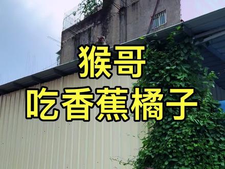 猴哥来普宁高铁站石泉美村,请猴哥吃香蕉,橘子#普宁猴子