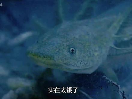 蝾螈:它露出獠牙,化身为同类相食的恶魔#蝾螈 #动物纪录片解说 #创作者中心 #创作灵感