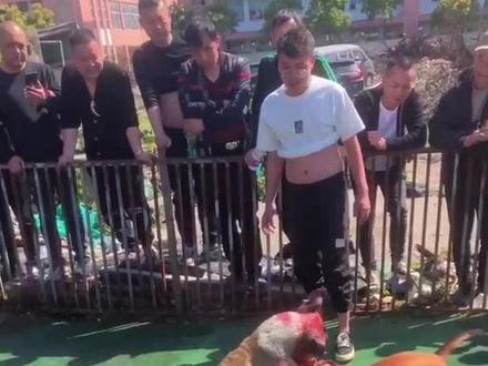 进攻太猛!扛不住了!#比特犬在中国 #比特精神 #比特 #猛犬 #斗狗