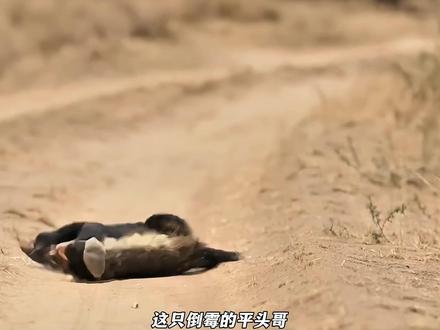 平头哥中了黑曼巴的毒液痛苦不堪,然而结局令人大吃一惊 #保护野生动物 #动物世界看人生百态 #平头哥蜜獾 #青年创作者成长计划