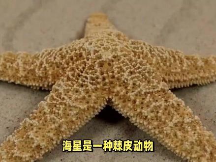 海星要怎么养得好 #海星 #异型鱼 #海水 #海葵 #珊瑚 #海洋生物 #海水观赏鱼 #水族 #海水鱼珊瑚