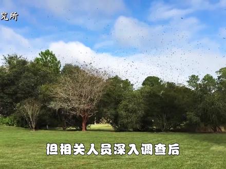四川一地突然涌入成群燕子,持续4天满天飞,这是什么预兆?(二) #四川 #燕子 #科普
