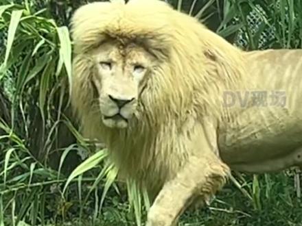 #广州齐刘海狮子发型恢复正常 工作人员称齐刘海发型完全是大自然的神奇力量 #广东dou知道