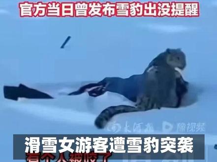 滑雪女游客被雪豹咬伤:谁该为我们的安全负责? #滑雪女游客被雪豹咬伤 #雪豹伤人 #景区雪豹咬伤游客