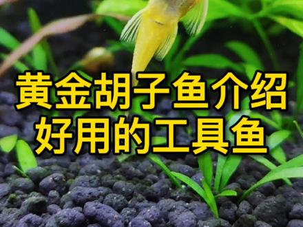 好用的工具鱼:黄金胡子鱼介绍,及分公母的方法#观赏鱼 #工具鱼 #黄金胡子 #小马玩水族