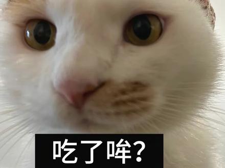 假如小猫咪说河南话。表情包来源@腊八蒜发福了 配音yc@去spa #猫咪 #配音 #河南话 #方言 #可爱