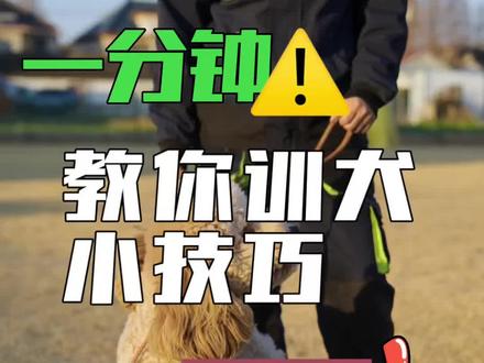 狗狗性格敏感胆小,改变并非难事 #宠物知识#训犬#萌宠出道计划#狗狗#知识创作人