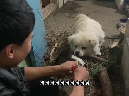 东北气温零下二十度,晾衣服几分钟不到就结冰了!屋内屋外温差大,今天给朋友安排辣白菜炒土豆炖粉条#我的乡村生活 #东北农村生活 #生活的烟火气息