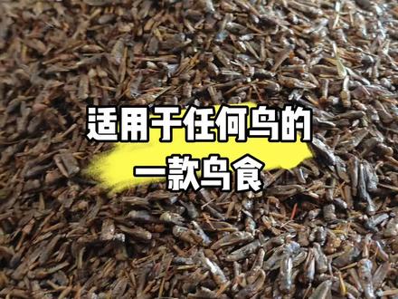 大颗粒适用百灵,画眉,靛颏,北红,石燕,伯劳,歌鸲,四喜,小黑白,八哥,蓝矶鸫各种鸫科,叶鹎各种鹎科,蜡嘴,黎鸡,鹦鹉等。一食到手,百鸟不愁。填雏,上性,保色,换毛,四季通用。
小颗粒适用于,新靛颏开食,各种新鸟开食,虎头凤,柳莺,绣眼,鹪鹩,黄雀,玉鸟,金翅,麻料,金青,灰燕,保姆鸟,珍珠等小体型食虫鸟及谷类鸟