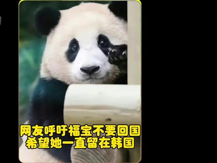 为什么福宝不能继续留在韩国,回国后的福宝还有机会返回韩国吗#大熊猫福宝 #福宝日常 #萌宠 #来这吸熊猫