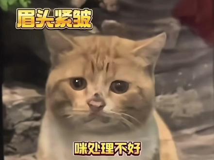 人,咪的世界一直在下雨,咪处理不好#猫咪的迷惑行为 #委屈猫 #情感 #人类与猫的羁绊