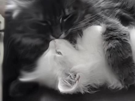 我们没有明天了
#年少无名 #诗无茶