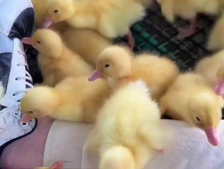 刷到直播我以为转行卖鸭子去了。#阿阳sama