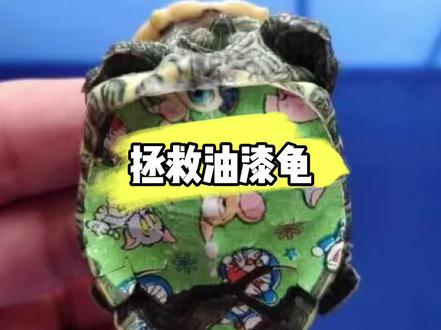 油漆龟危害大,要么养不活,苟且活下的也是严重畸形,请大家一同抵制,爱护小动物。#龟龟🐢 #养龟日常