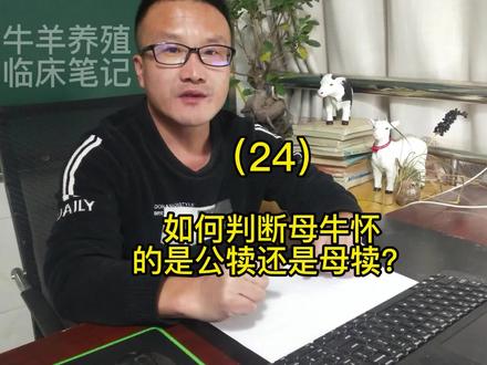 (24)如何判断母牛怀的是公牛还是母牛? #涨知识 #知识科普