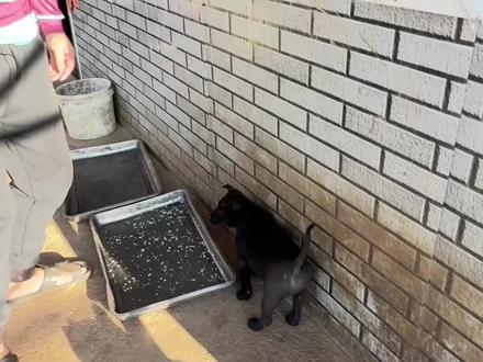 被打服了小奶狗,后续