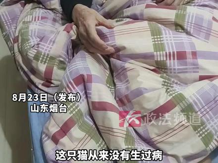 父亲和猫咪同一天离世,前后仅差1小时 女儿:大咪是捡的流浪猫,爸爸走的那星期,它突然不吃东西 来源:@不是仙子是铁锨子