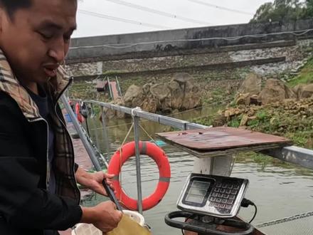 泉水坑周围种绿植,放养大青鱼!#山泉水养鱼