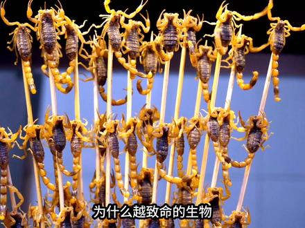 越致命越好吃?进化几亿年的保命技能,在人类眼里只是风味 #恐怖直立猿 #万物皆可吃 #致命生物 #美食冷知识 #知识科普
