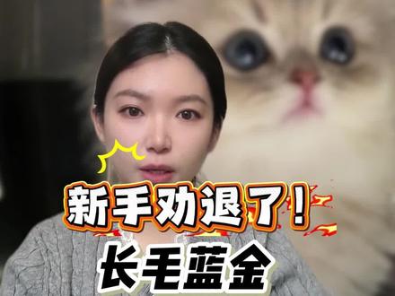 长毛蓝金,新手劝退❗️优点缺点都有#养猫经验分享 #长毛蓝金 #蓝金米努特矮脚猫 #蓝金渐层长毛 #买猫避坑