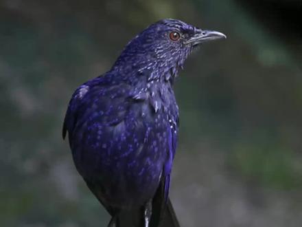 “山野精灵”-紫啸鸫,羽上的花斑很有特色 #野生动物零距离 #万物皆有灵性 #保护鸟类 #知识创作人