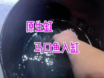 一直钓不到巨马 还不如自己给它喂大 也很棒啊😏#原生缸 #原生鱼 #溪流马口