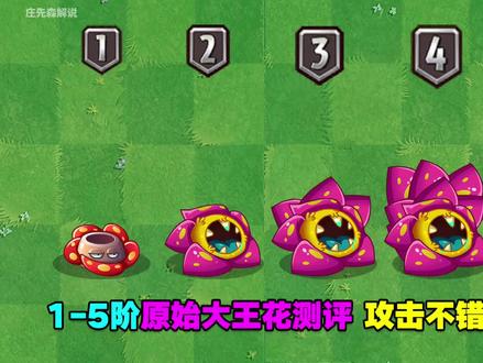 15阶原始大王花测评1阶攻击不错5阶攻击牛逼可惜阳光太贵