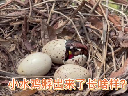 小水鸡今天孵出来了!太萌了!快来看看长啥样吧