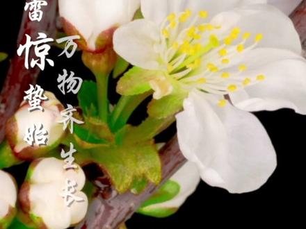 春雷响,万物长!#45秒聆听惊蛰之声 #今日惊蛰