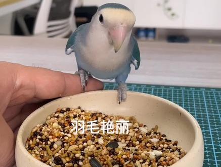 小鹦鹉食欲不好,是不是你给它的食物不够美味#手养鹦鹉 #手养牡丹鹦鹉 #萌宠出道计划