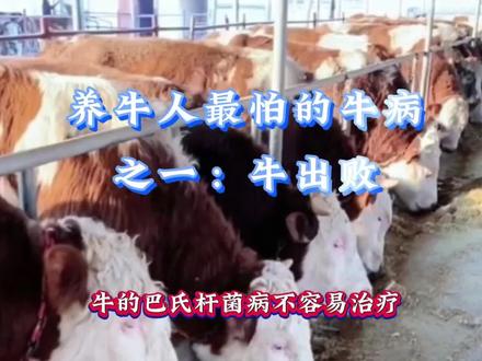 养牛人最怕的牛病之一:牛的巴氏杆菌病。#科学养牛 #养牛技术 #每天分享牛羊养殖小知识