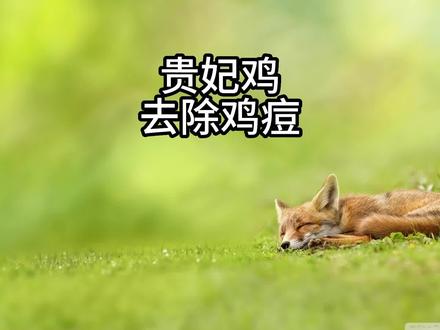 从来没有见过这么大的鸡窦!#解压 #贵妃鸡