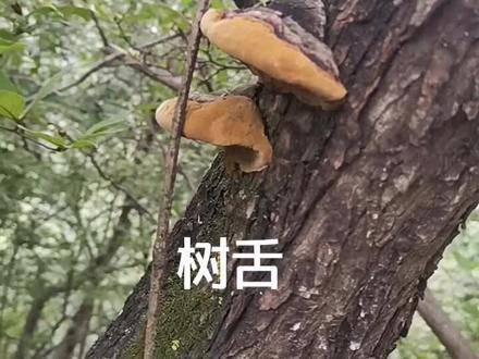 黄栌树的叫树舌,树舌具有消炎、抗菌、降血糖、调节血压、抑制血小板聚集和强心作用。