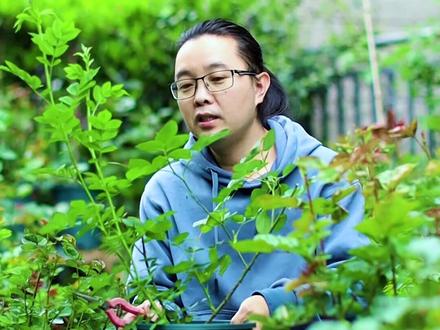 如果你的月季长了这样的强笋,需要毫不客气的给他剪掉,不然月季会越长越弱#月季 #月季修剪 #月季养护 #养花