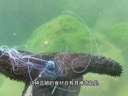 北方人叫它海茄子,南方人叫它乌沙海参。你会叫它什么#湛江 #硇洲岛 #潜水 #水下摄影 #乌沙参 #海茄子
