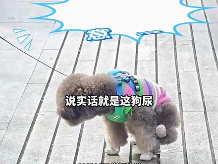 杭州宠物友好商场“狗比人多”,有狗狗撒尿后无人清理,养宠人:要提高“铲屎”意识。(记者:钟一苇 摄像:何伦 编辑:熊一鸣)#ZMG风云传播中心