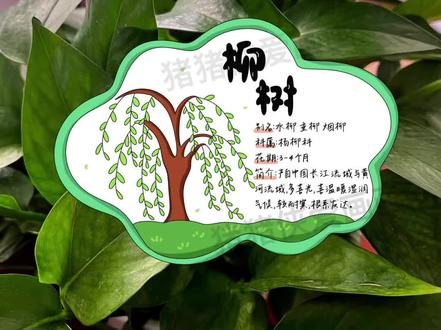 柳树名片卡片 有线稿 柳树名片卡片 有线稿
模版编号:1127
线稿见主页介绍
#柳树 #柳树名片卡 #植物观察 #春天植物 #植物卡片